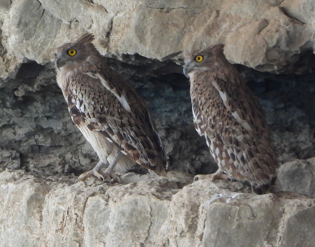 Brown Fish-Owl - ML643695382