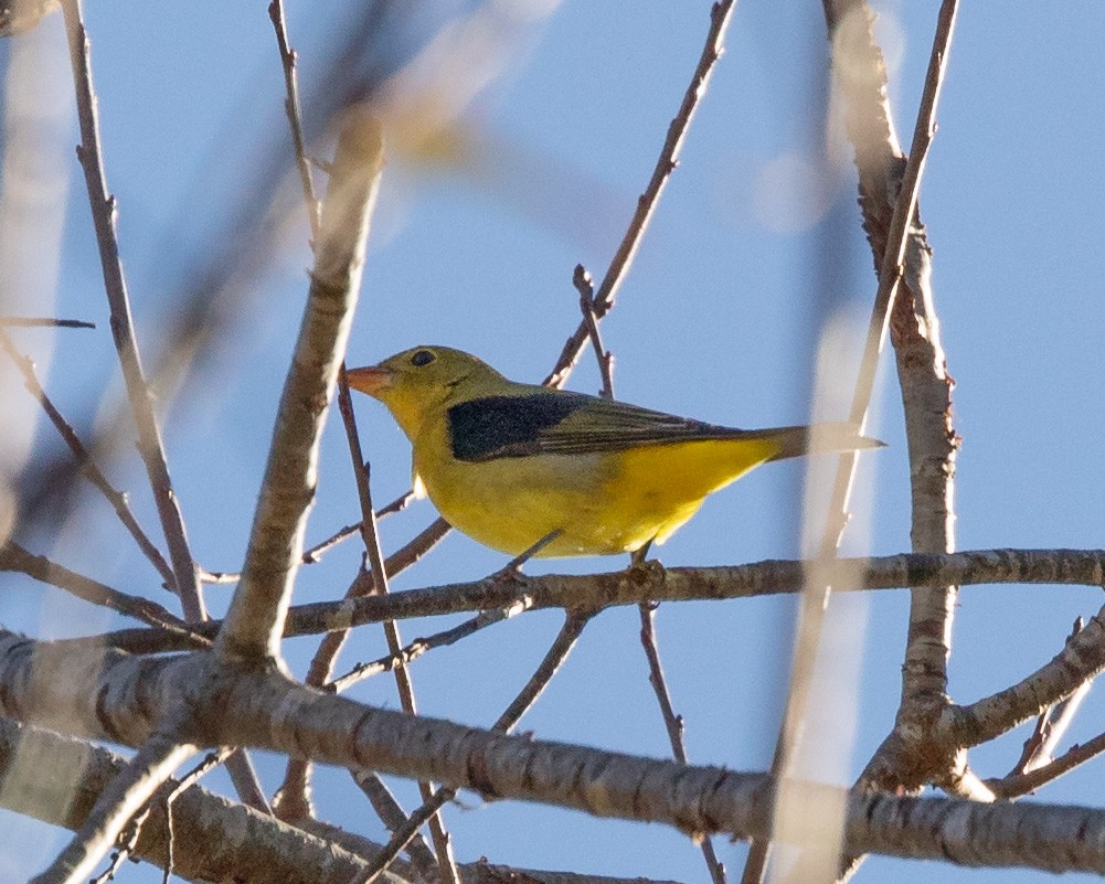 Scarlet Tanager - ML643695383