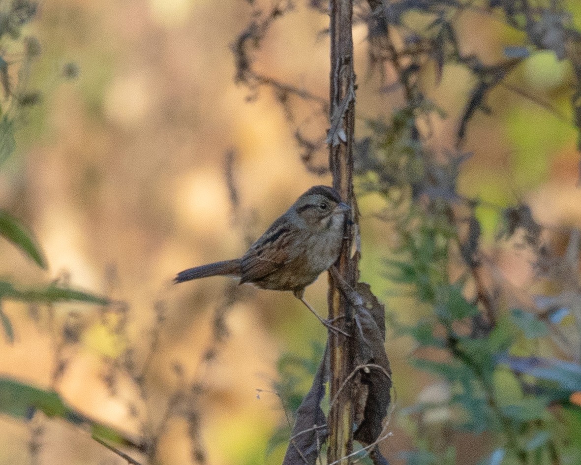 Swamp Sparrow - ML643695399
