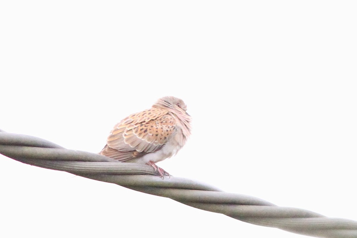 European Turtle-Dove - ML643695400