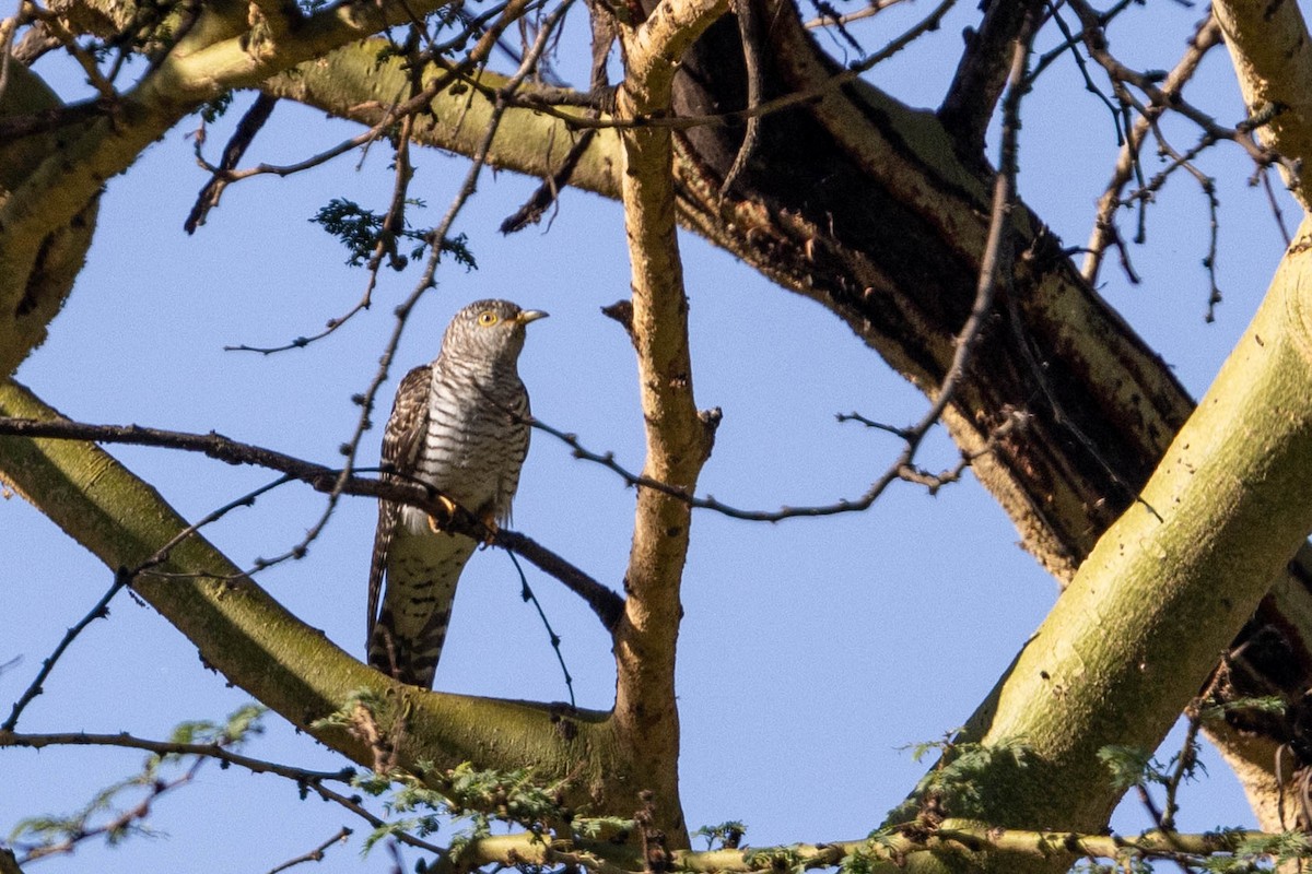 チャムネカッコウ - ML643695417