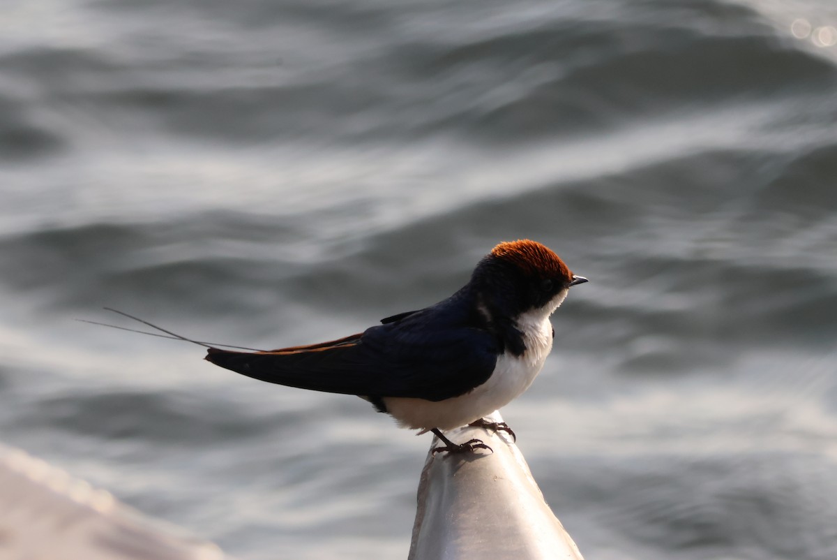 Wire-tailed Swallow - ML643695421