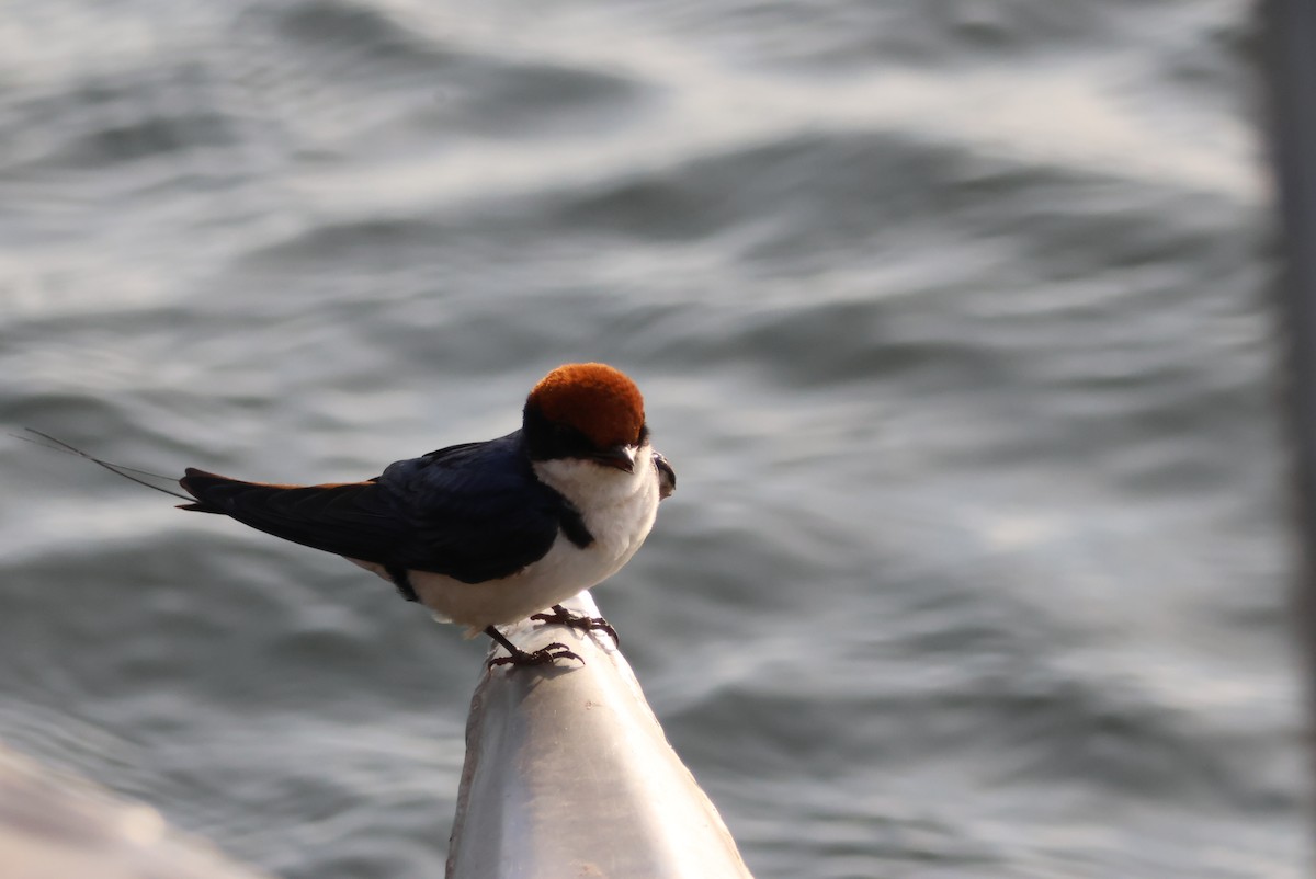 Wire-tailed Swallow - ML643695422