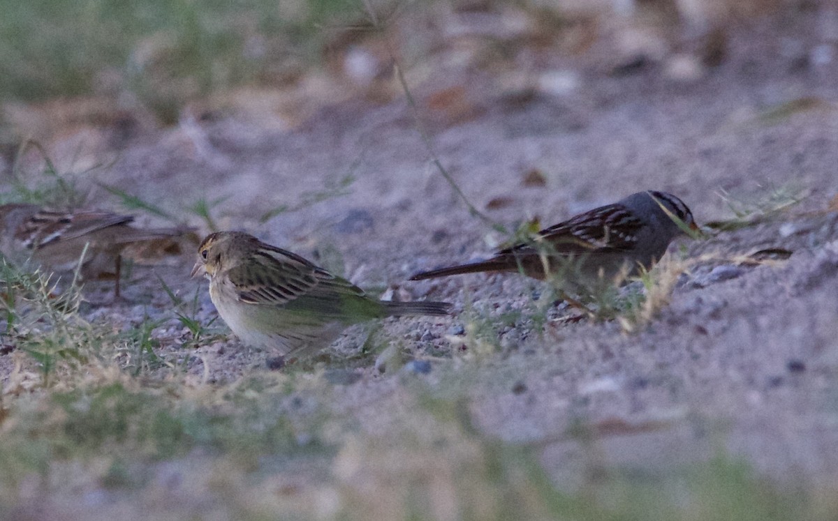 Dickcissel - ML643695425