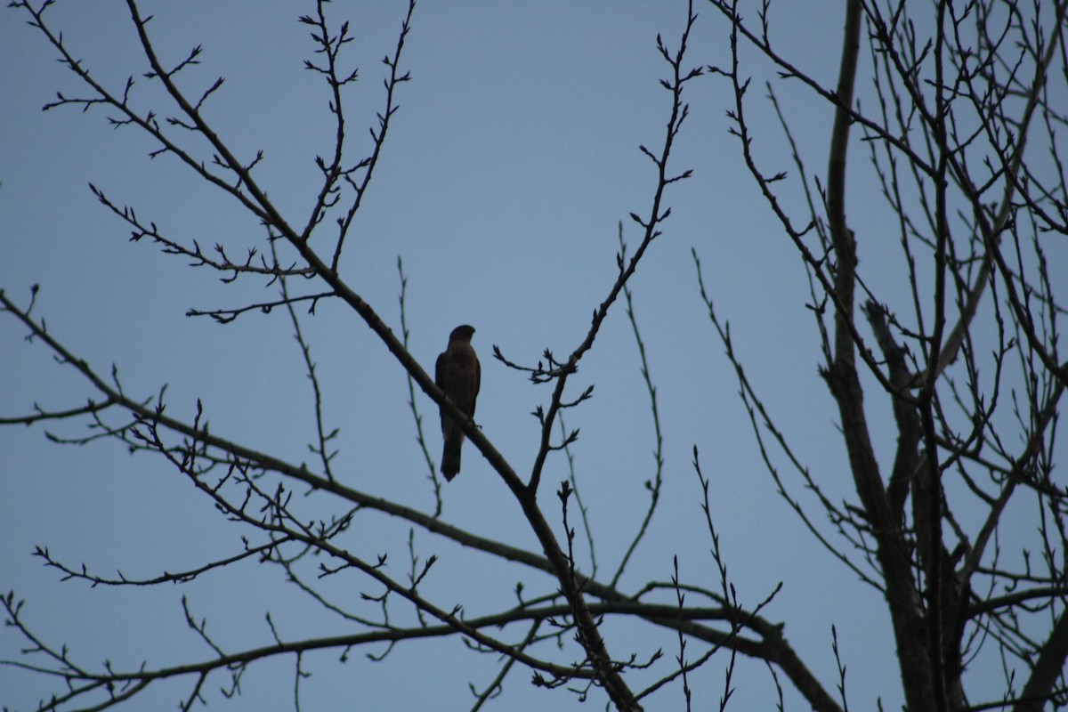 Cooper's Hawk - ML643695428