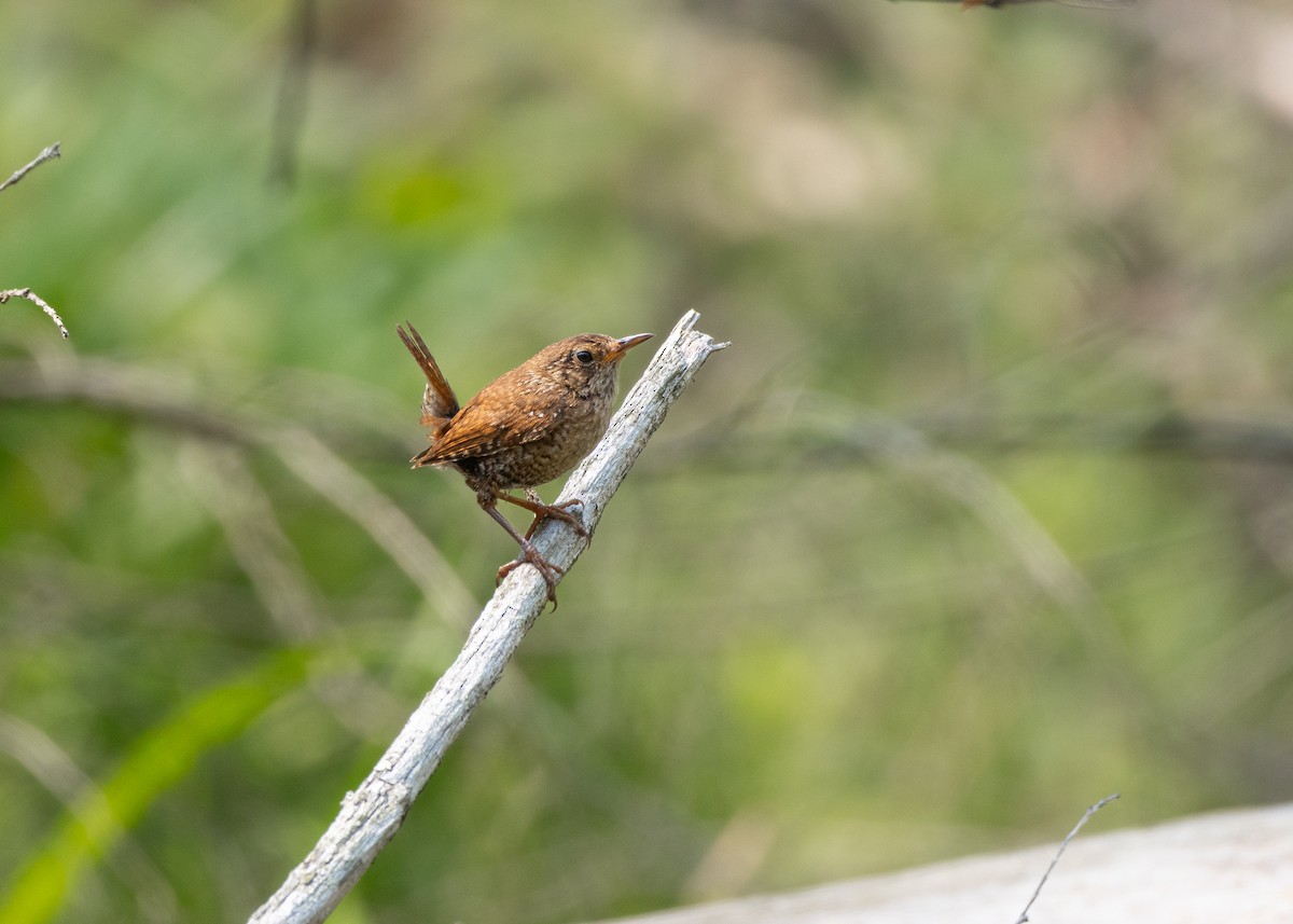Winter Wren - ML643695429