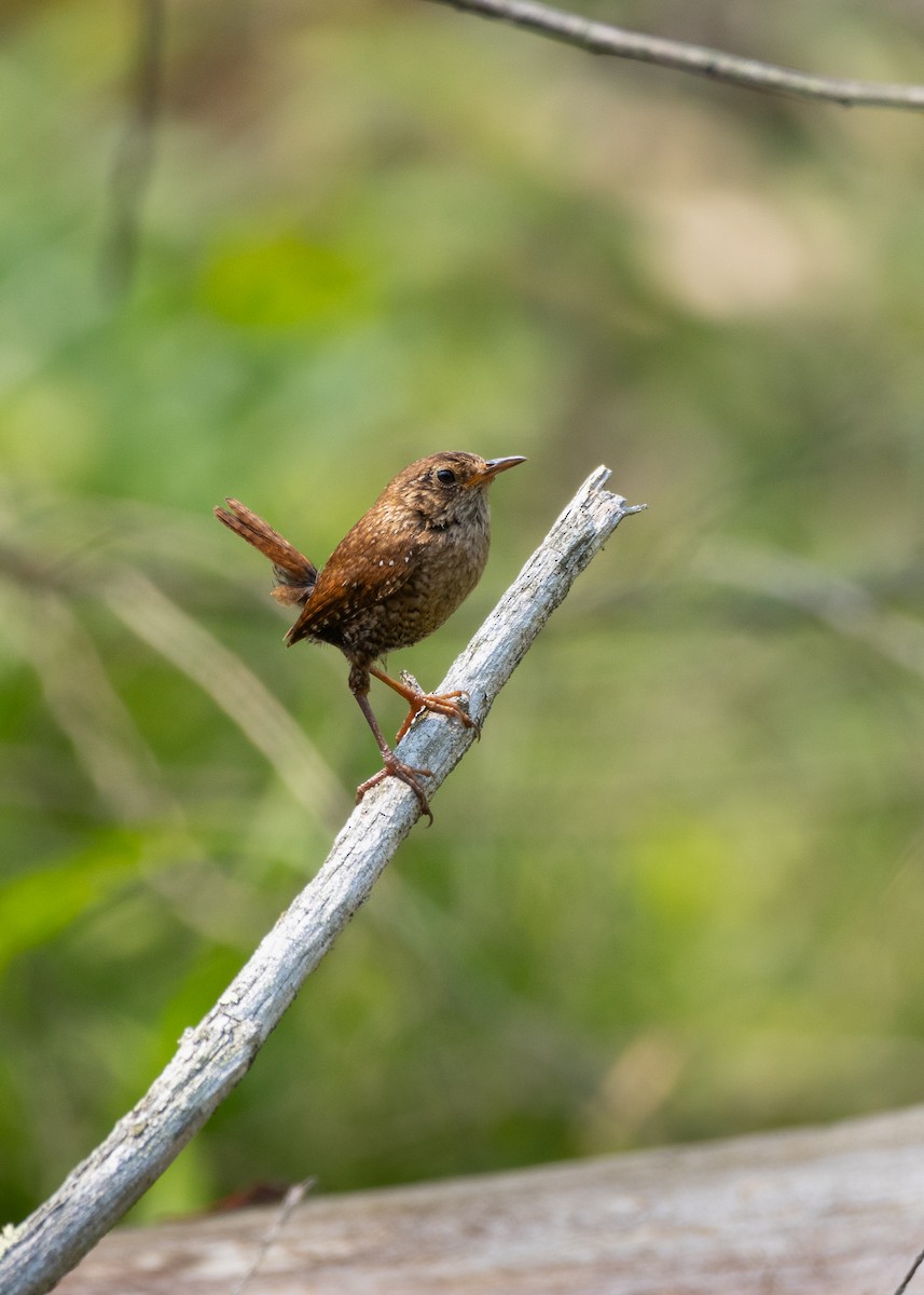 Winter Wren - ML643695430