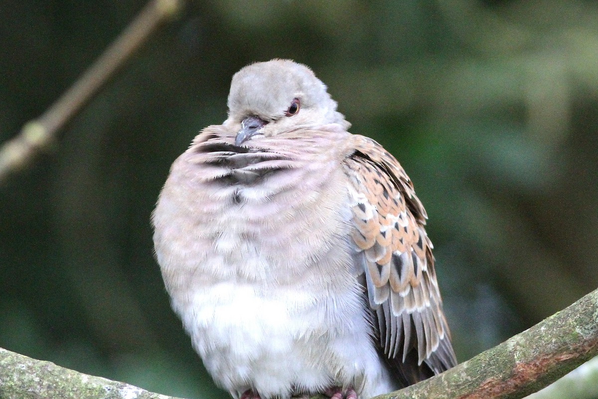 European Turtle-Dove - ML643695433