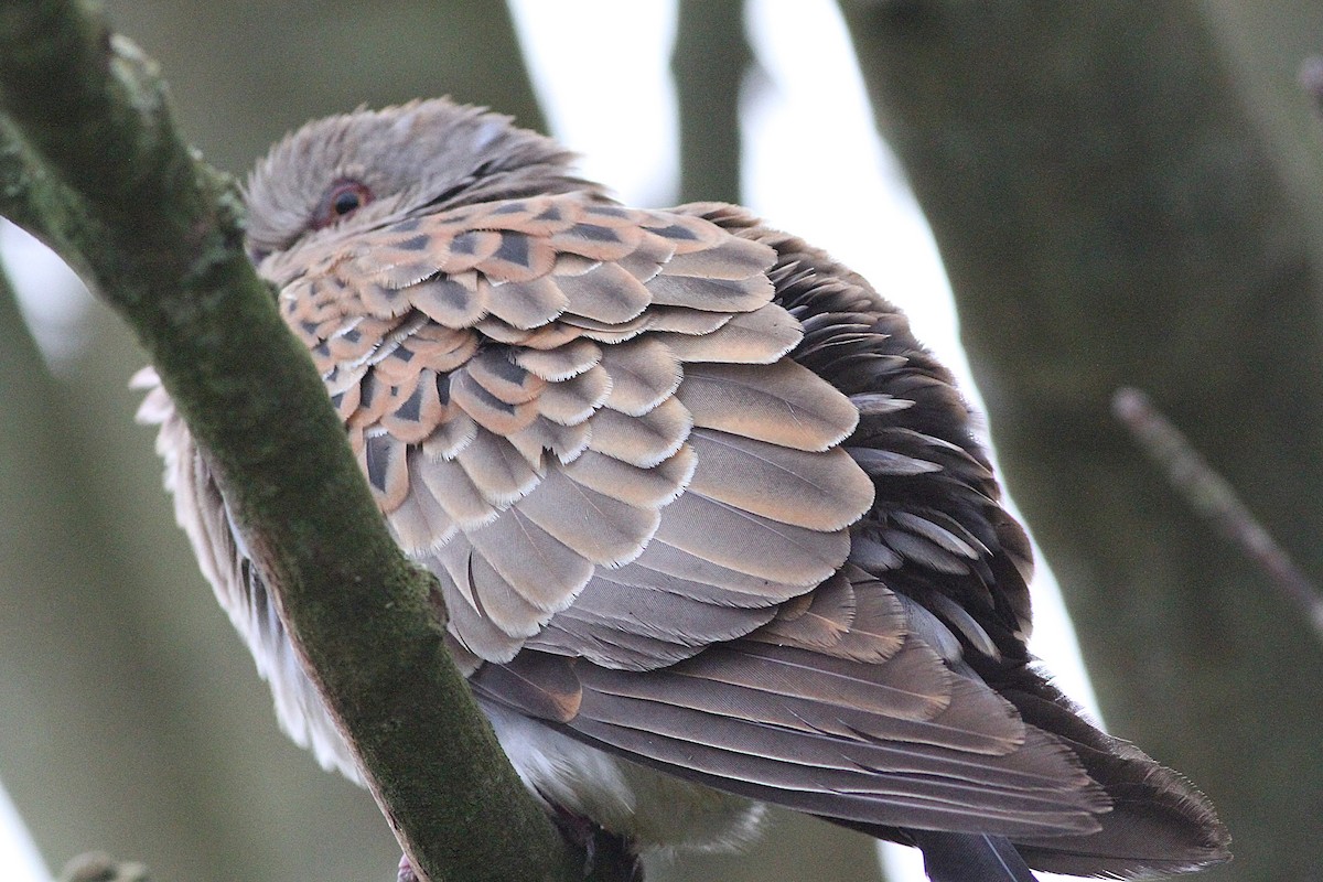 European Turtle-Dove - ML643695434