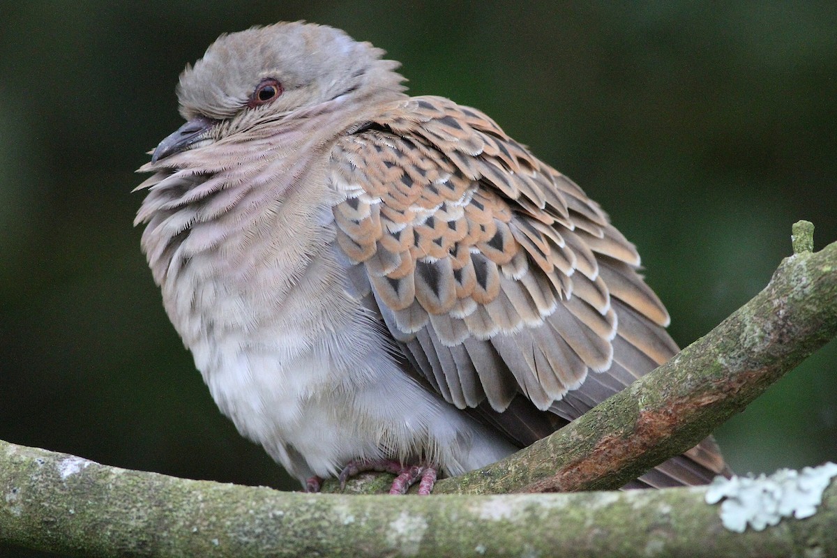 European Turtle-Dove - ML643695435