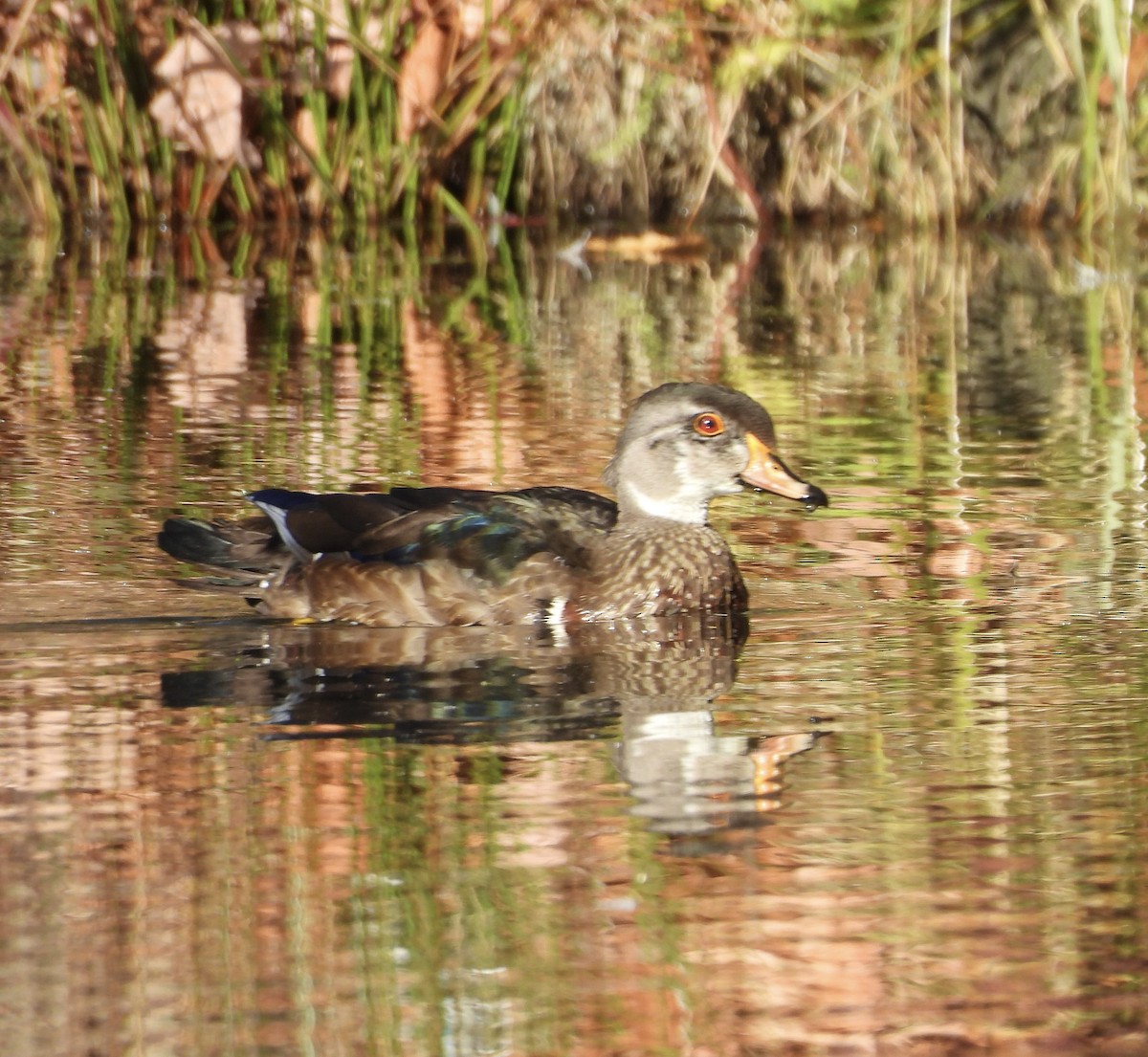 Pato Joyuyo - ML643695442