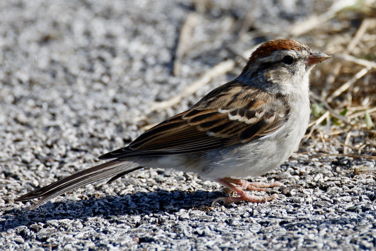Chipping Sparrow - ML643695452
