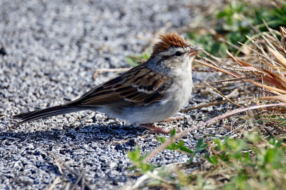 Chipping Sparrow - ML643695453