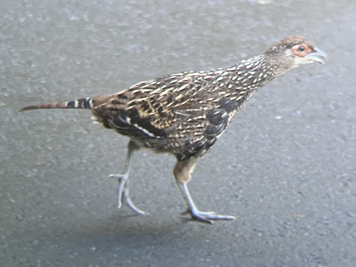 ミカドキジ - ML643695455