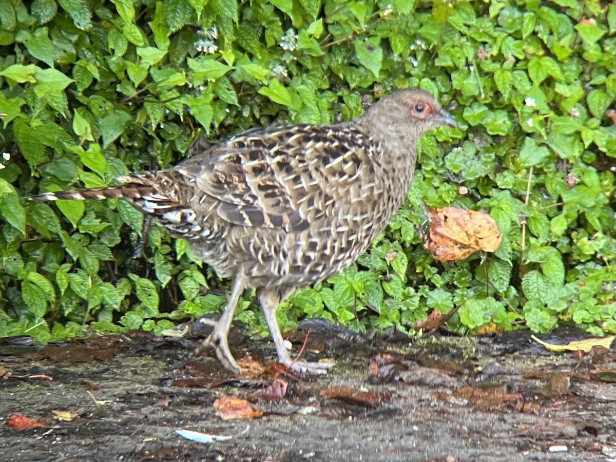 ミカドキジ - ML643695456