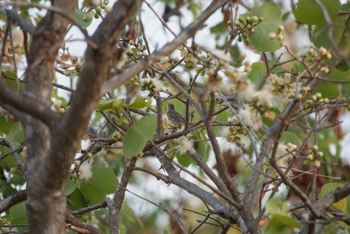 Bar-breasted Honeyeater - ML643695504