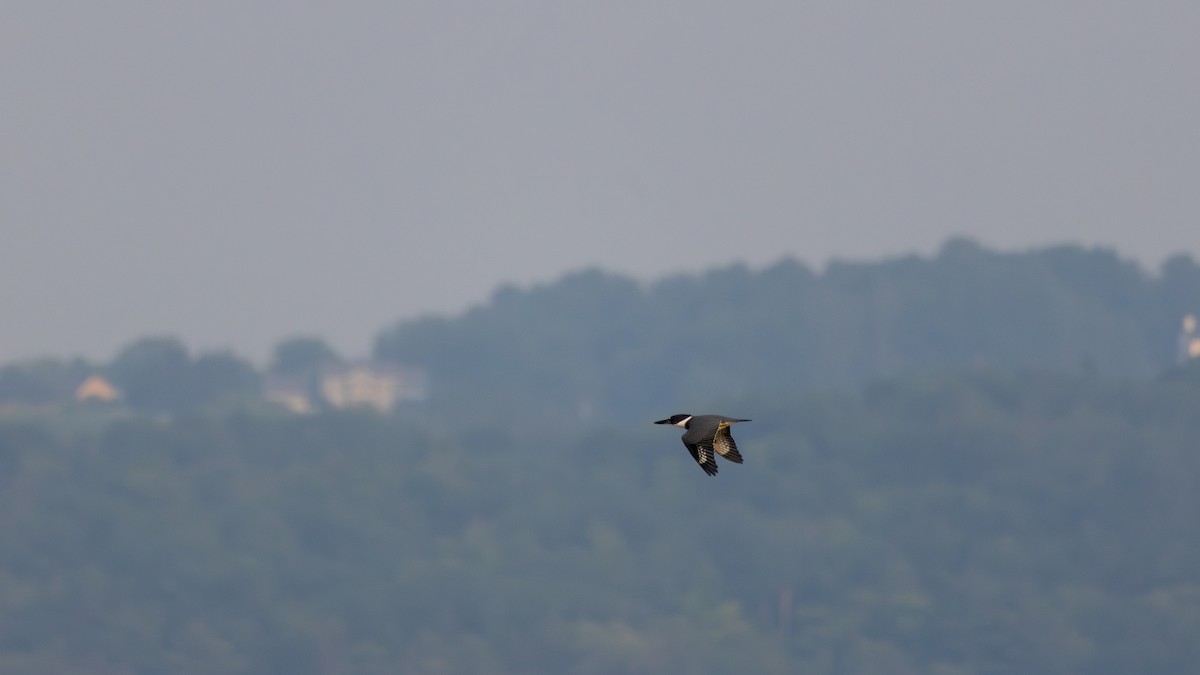 Belted Kingfisher - ML643695505
