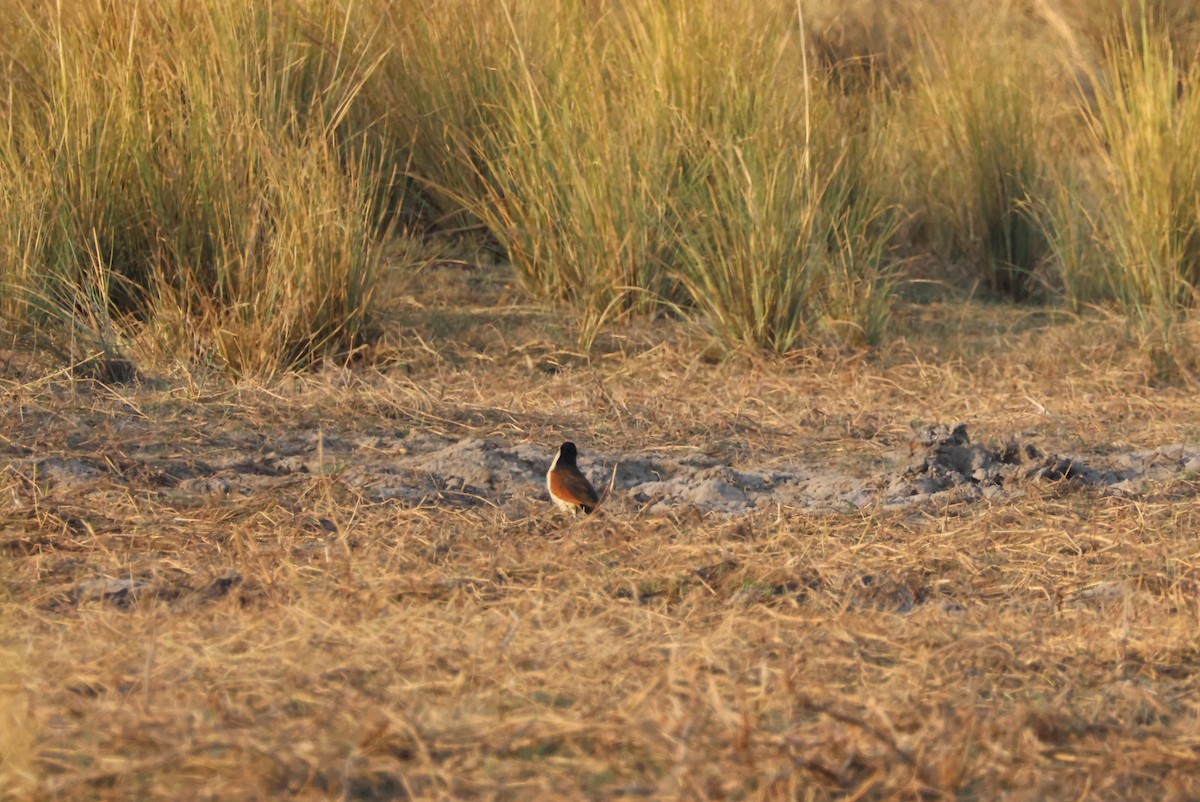 Coppery-tailed Coucal - ML643695513