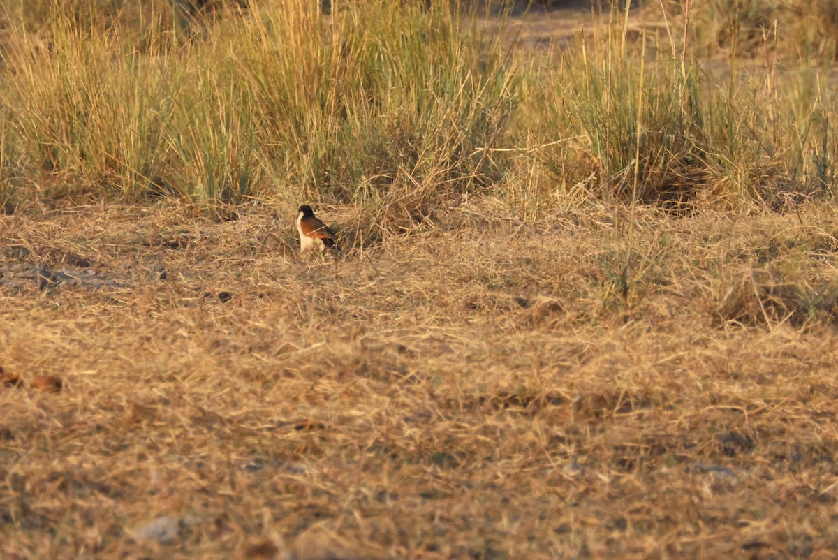 Coppery-tailed Coucal - ML643695514