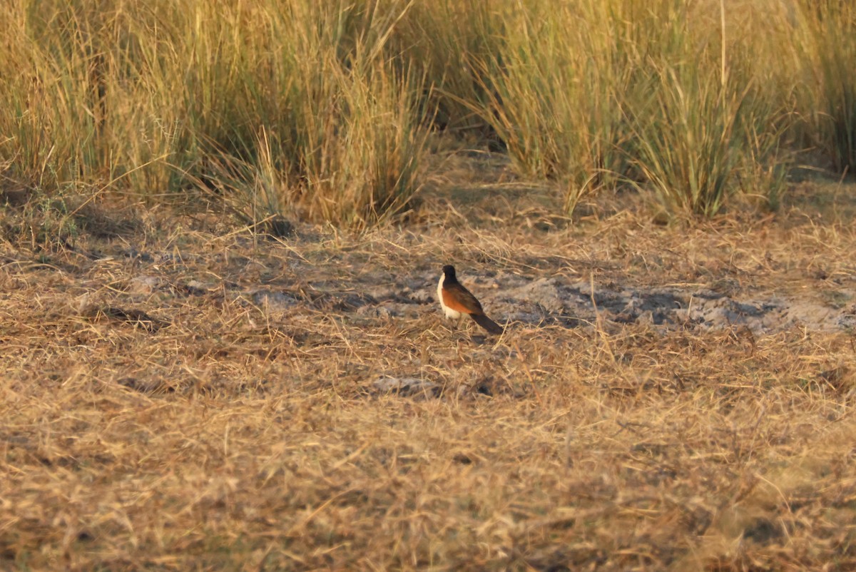 Coppery-tailed Coucal - ML643695515