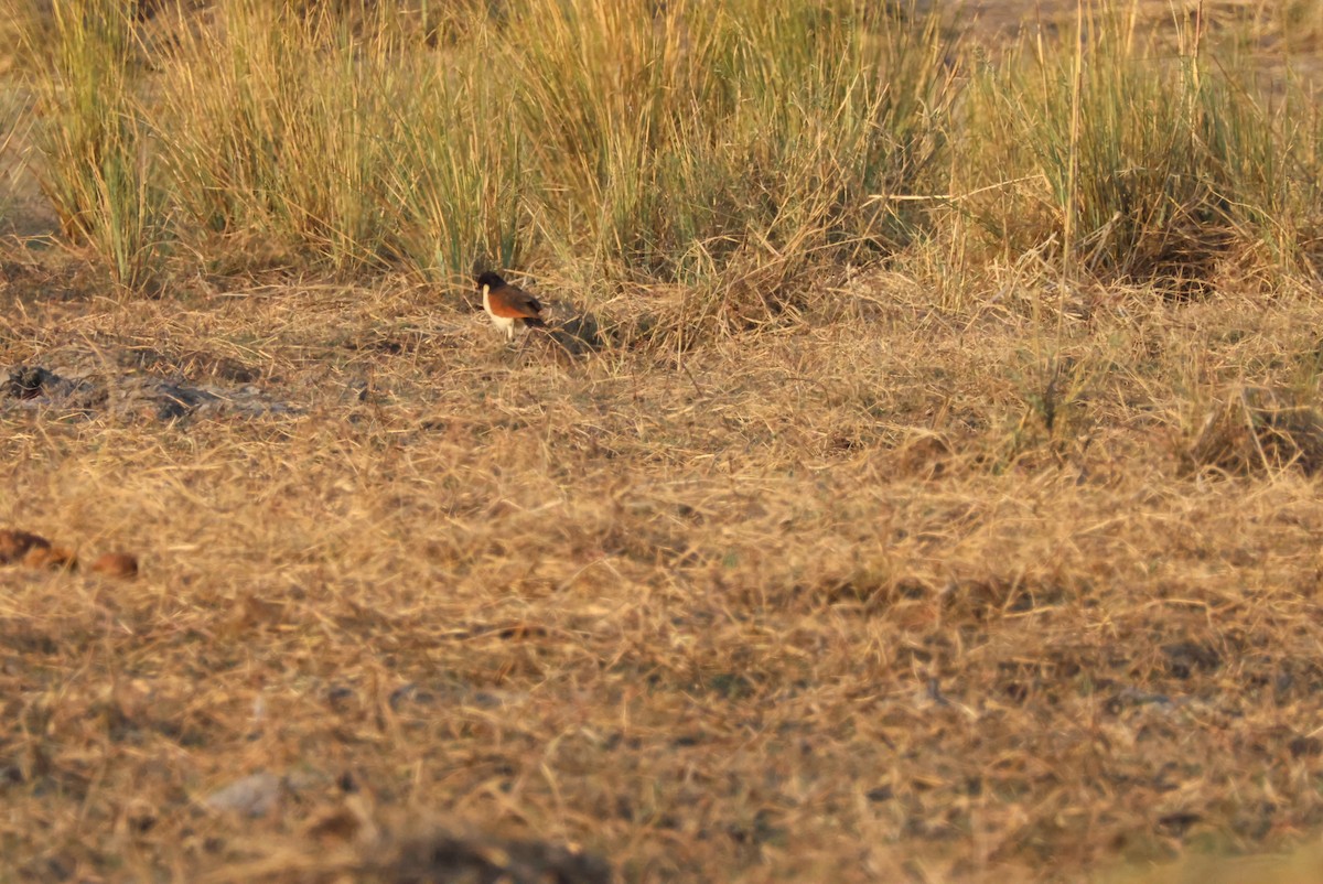 Coppery-tailed Coucal - ML643695516