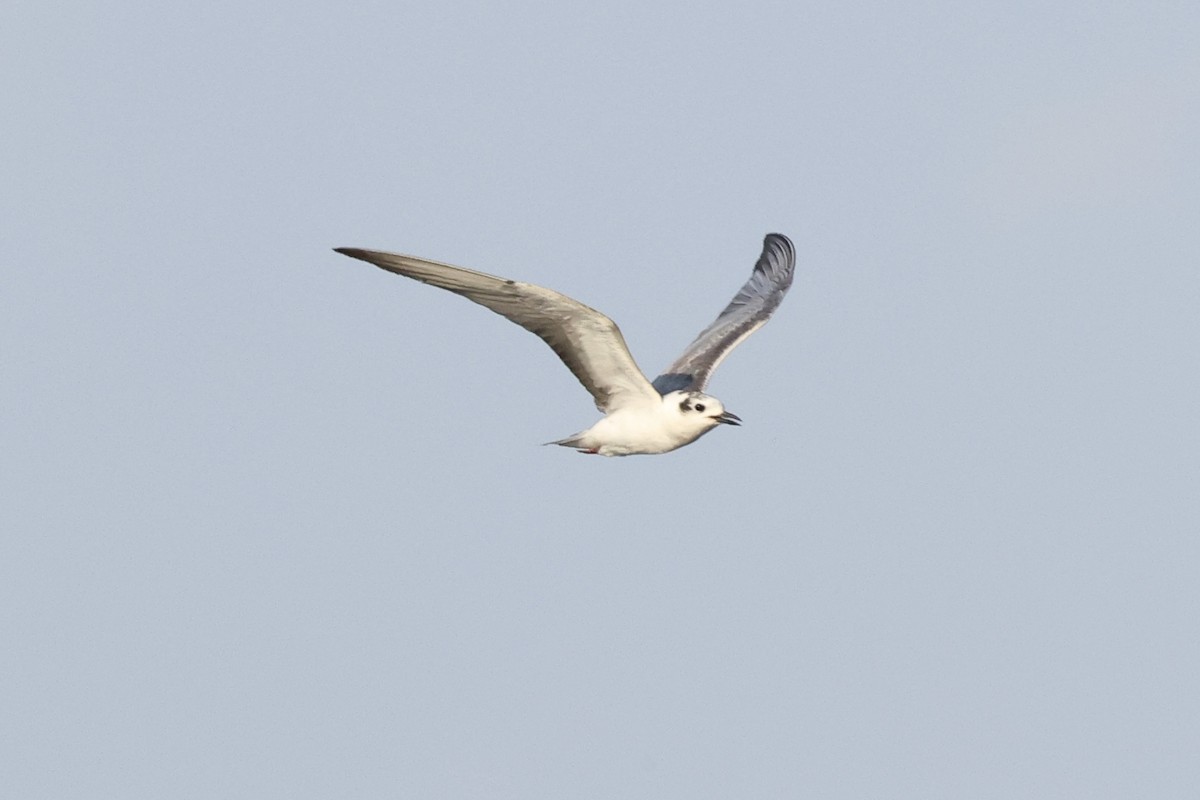 White-winged Tern - ML643695525