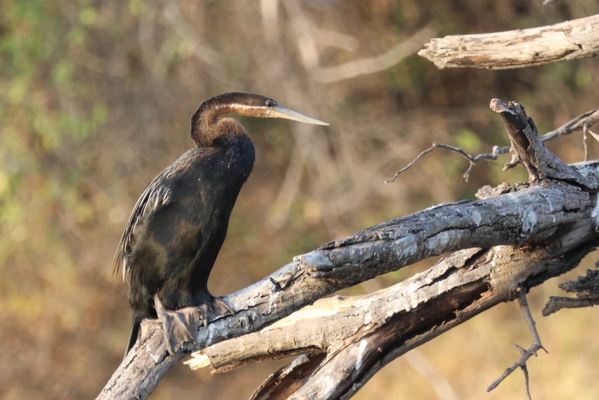 African Darter - ML643695526