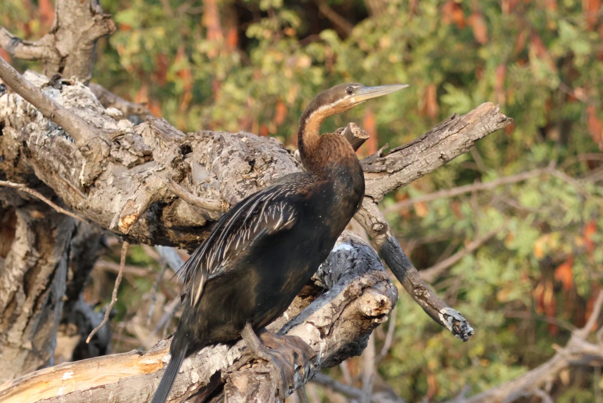 African Darter - ML643695527