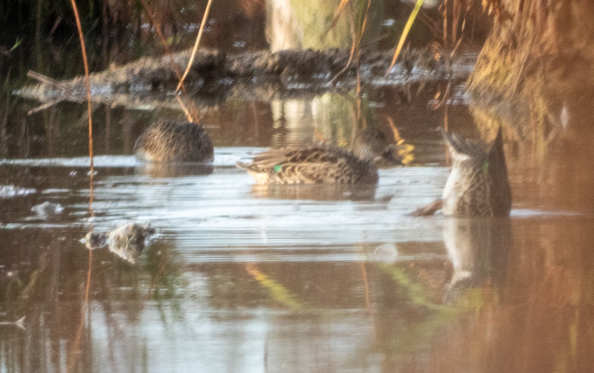 Ногоохон нугас - ML643695541