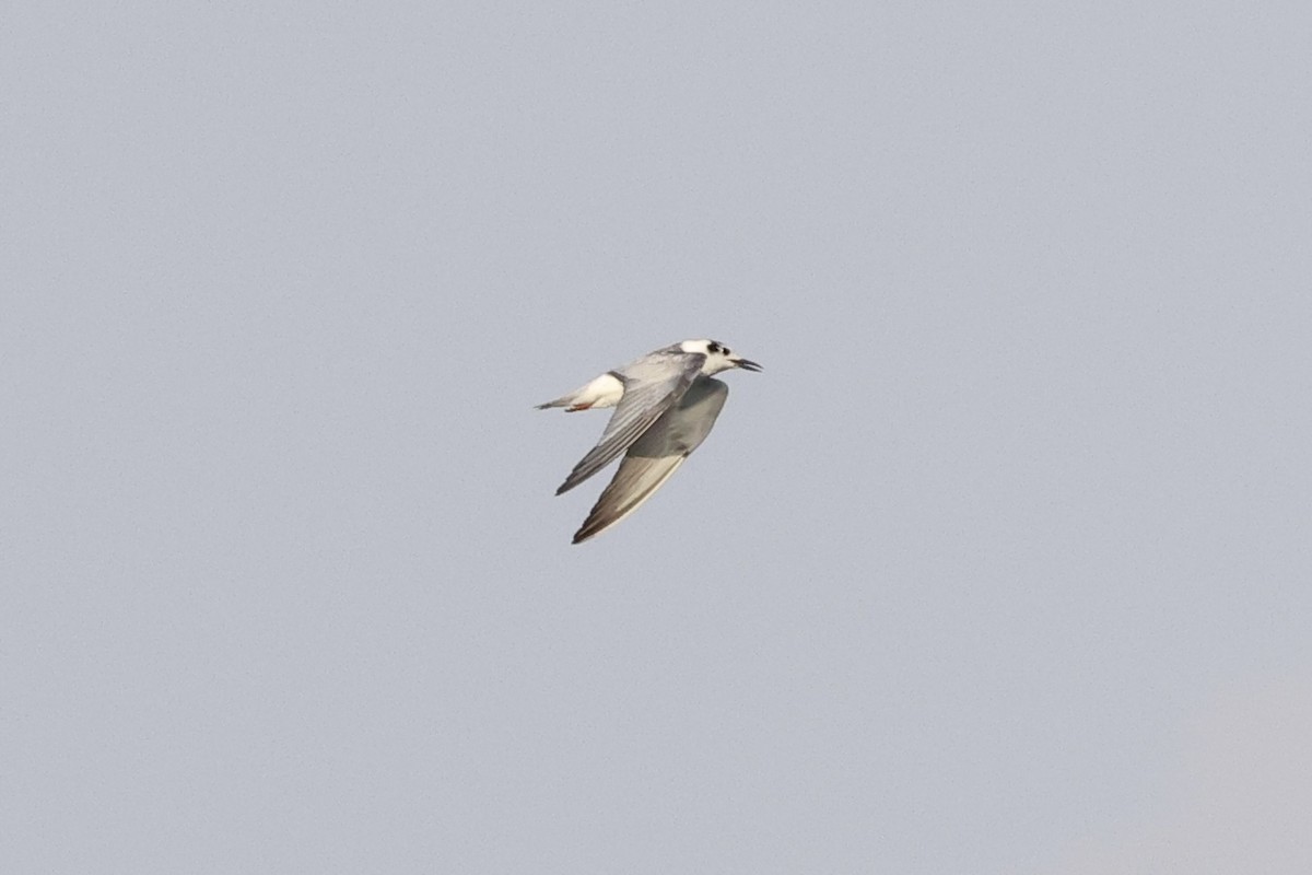 White-winged Tern - ML643695545