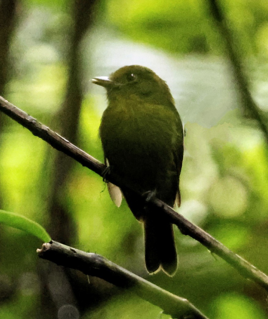 Sapayoa - ML643695550