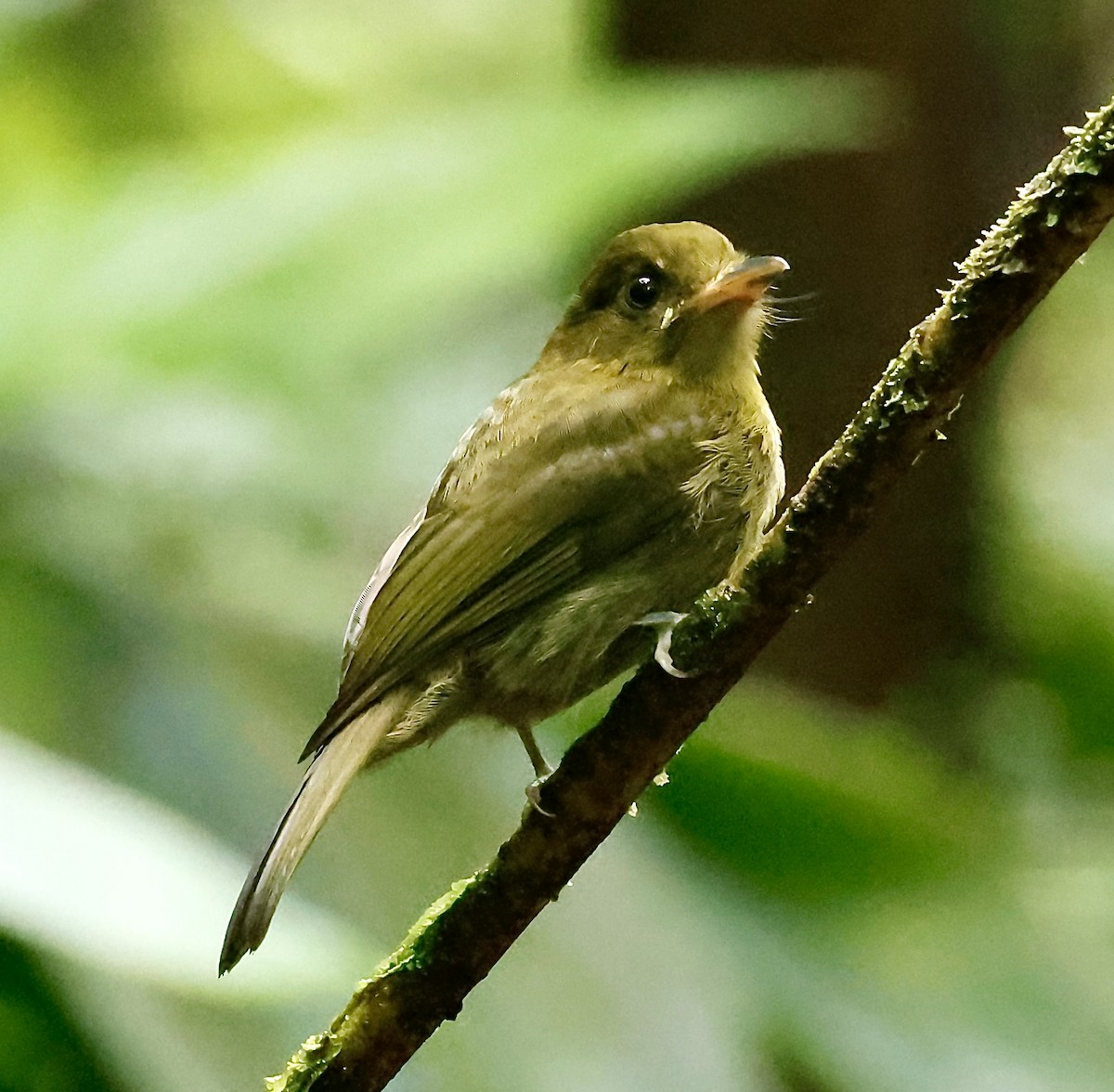 Sapayoa - ML643695551