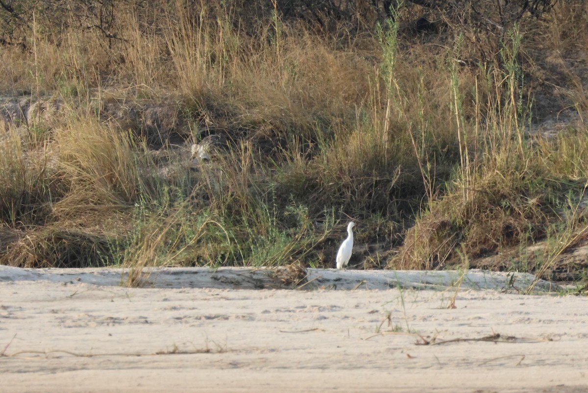 Great Egret (African) - ML643695557