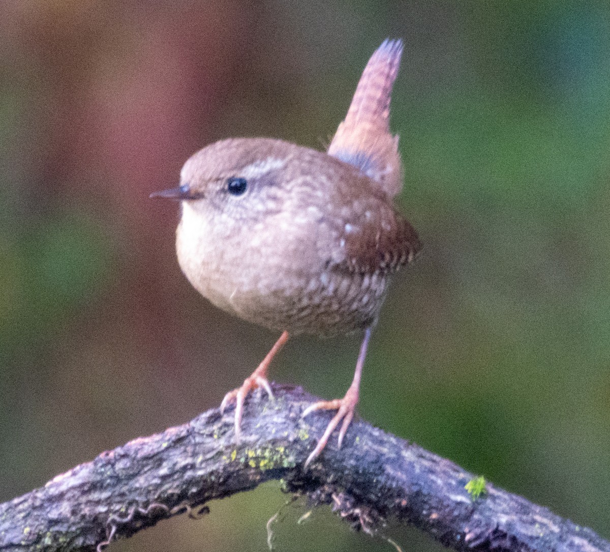 Winter Wren - ML643695559