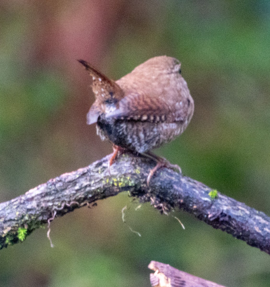 Winter Wren - ML643695560