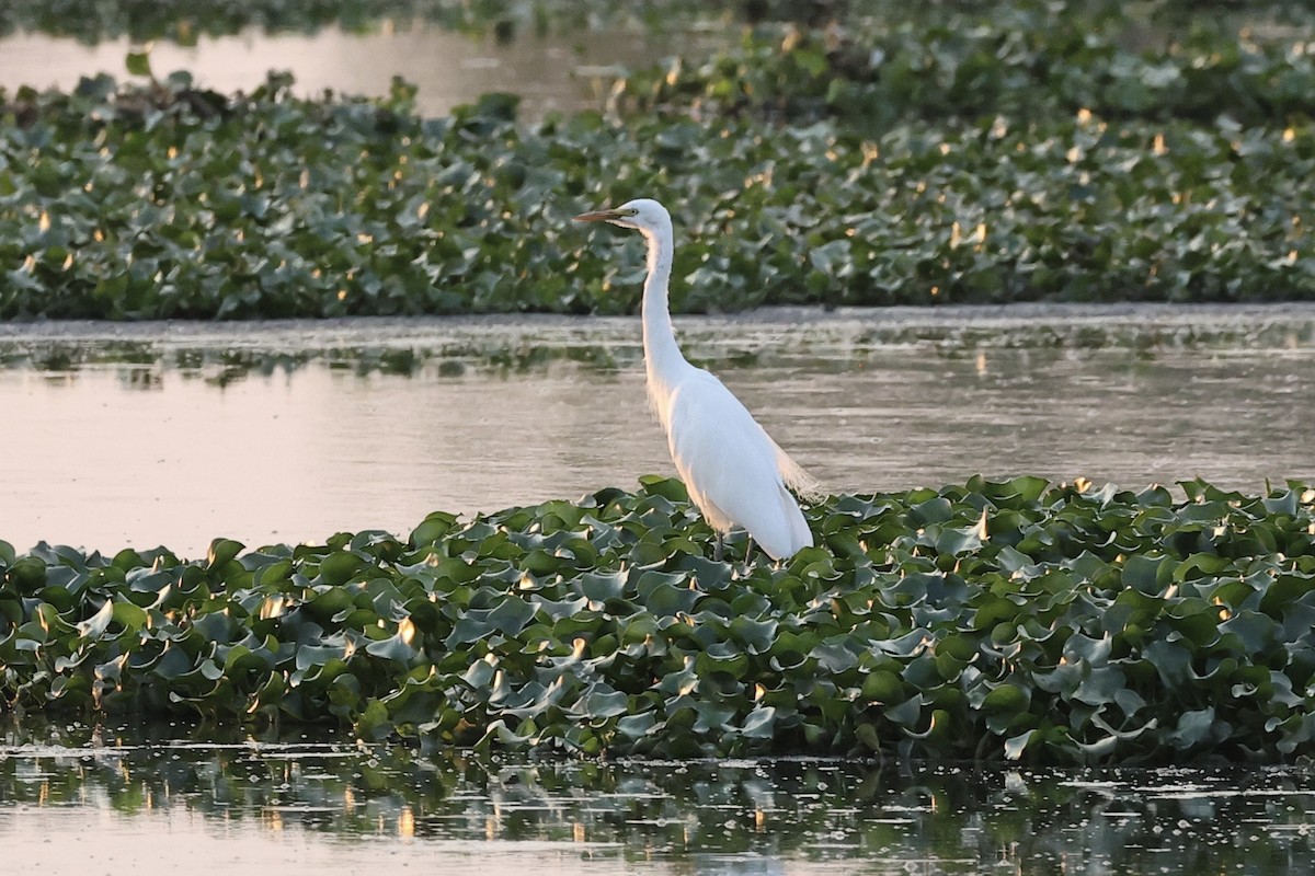 Yellow-billed Egret - ML643695564