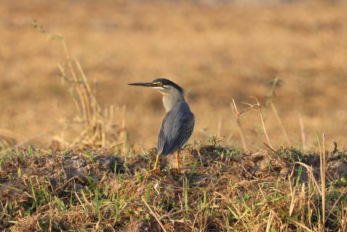 Striated Heron (Old World) - ML643695578