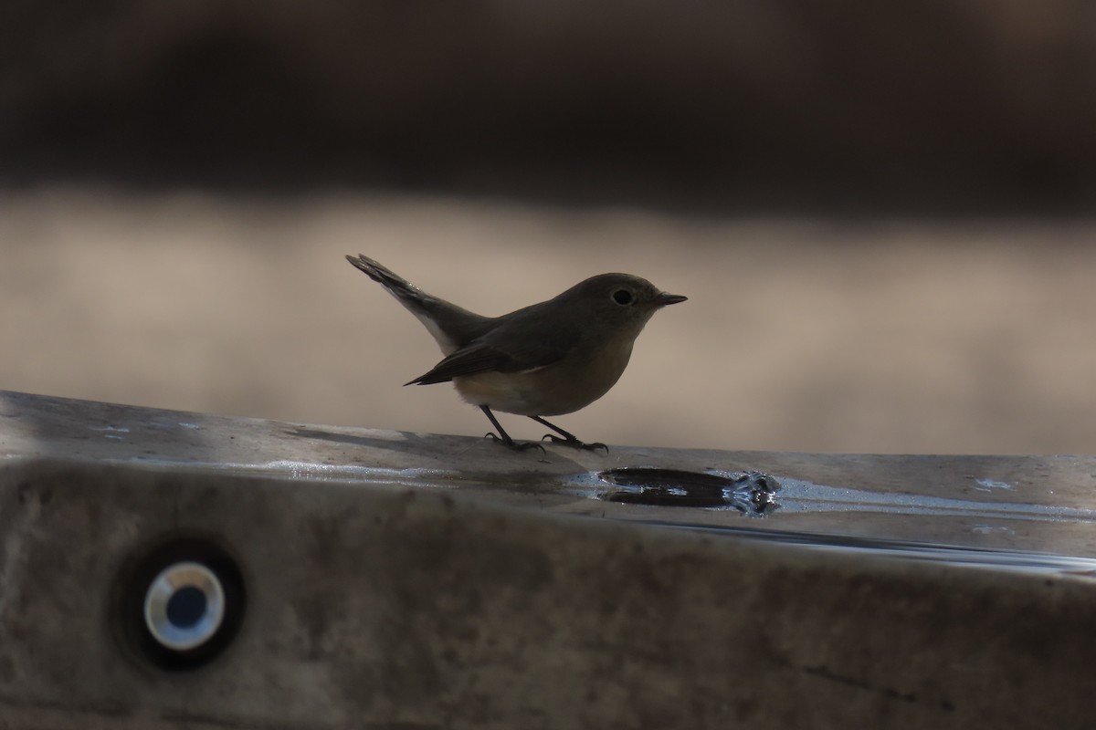 Pigliamosche pettirosso - ML643695584