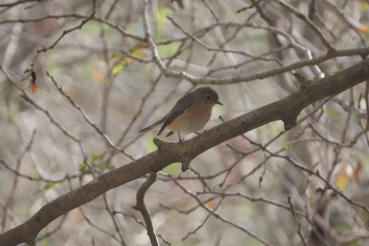 Pigliamosche pettirosso - ML643695585