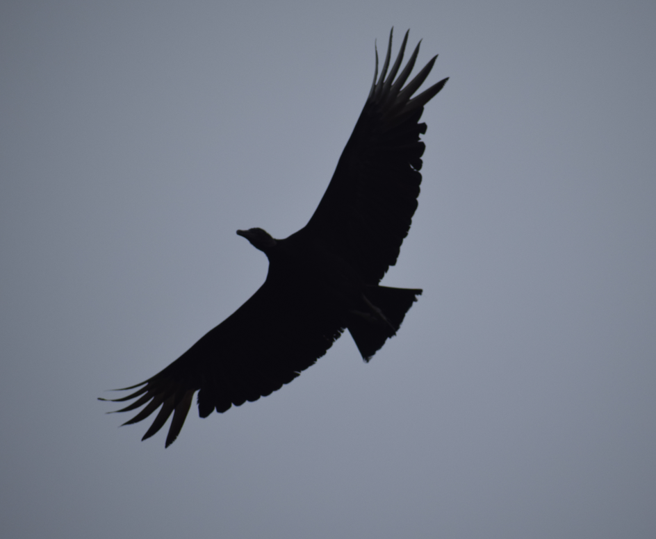 Black Vulture - ML643695587