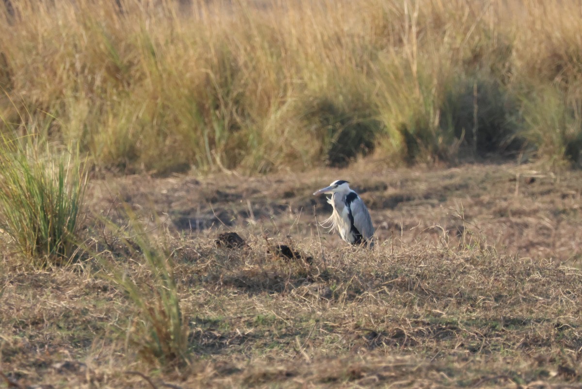 Gray Heron - ML643695597