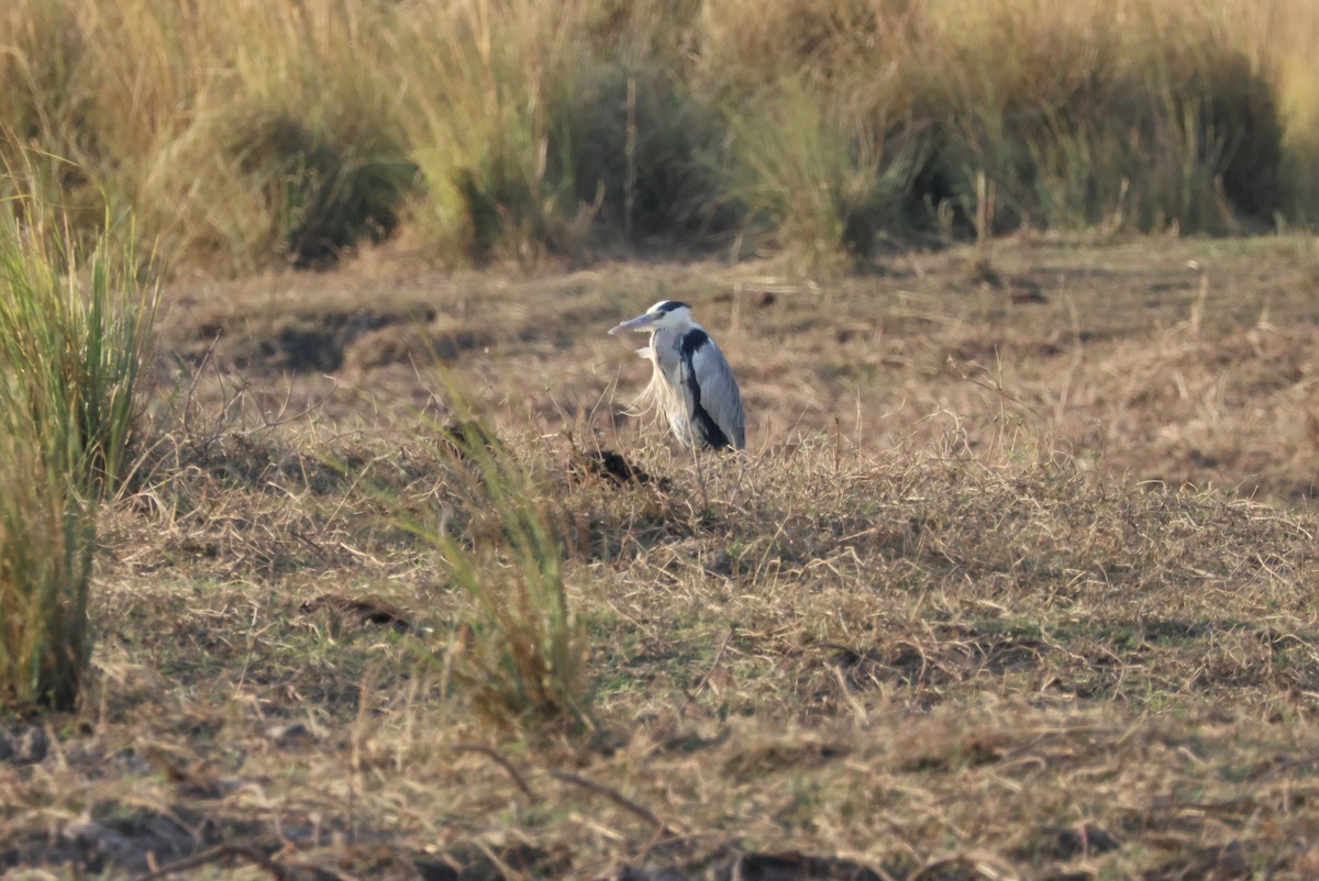 Gray Heron - ML643695598