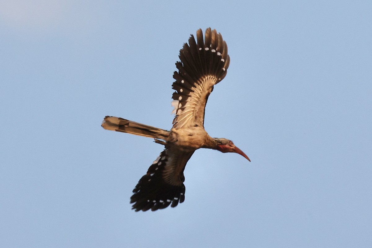 Southern Red-billed Hornbill - ML643695602