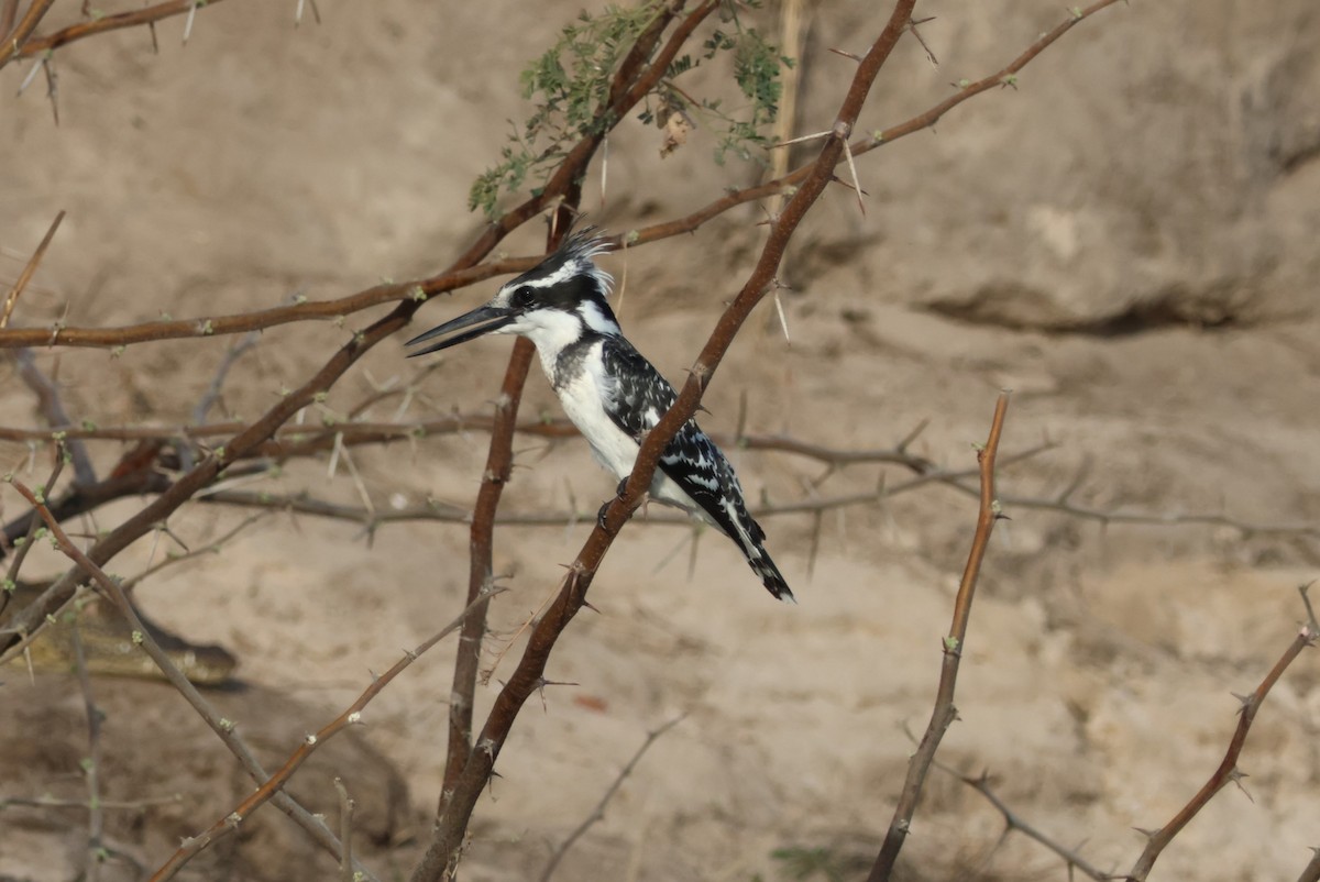 Pied Kingfisher - ML643695613