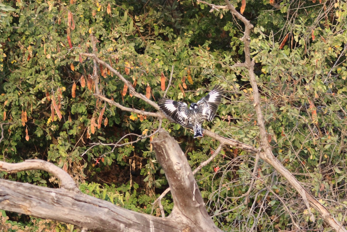 Pied Kingfisher - ML643695614