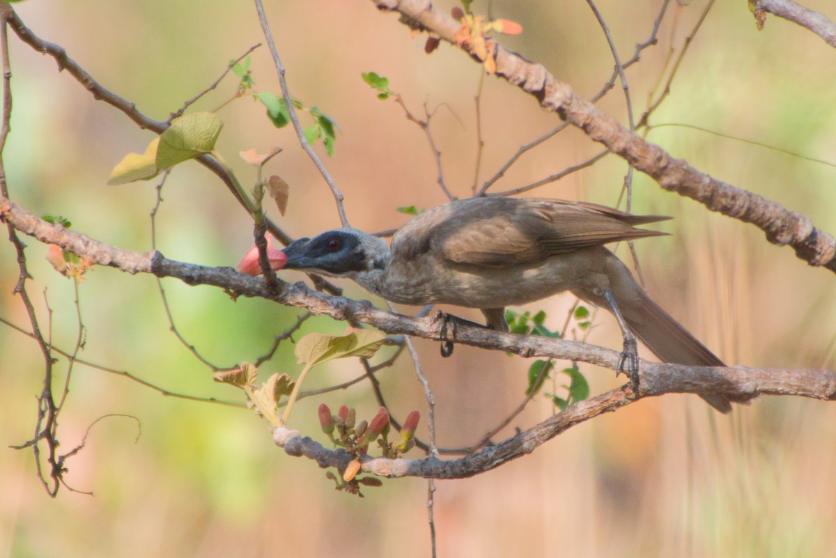 Helmeted Friarbird - ML643695618