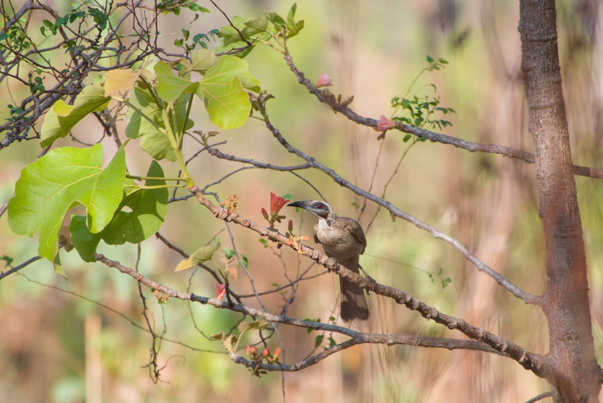 Helmeted Friarbird - ML643695619