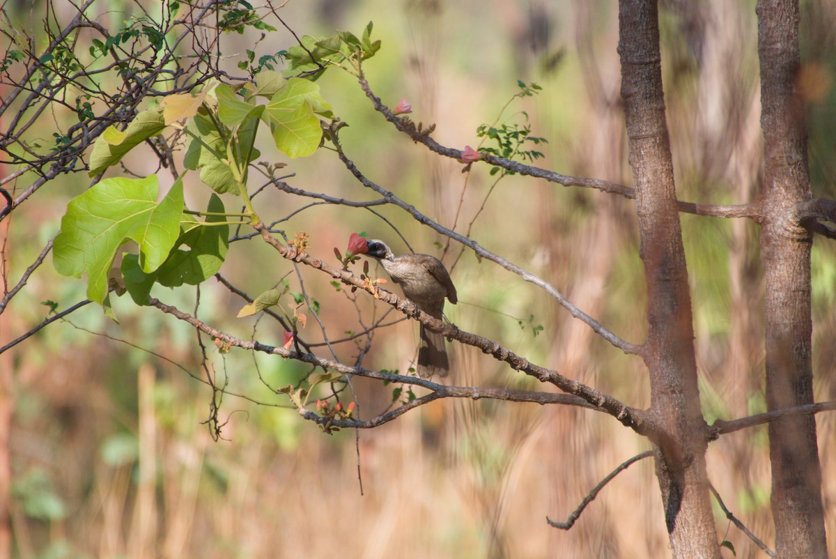 Helmeted Friarbird - ML643695620