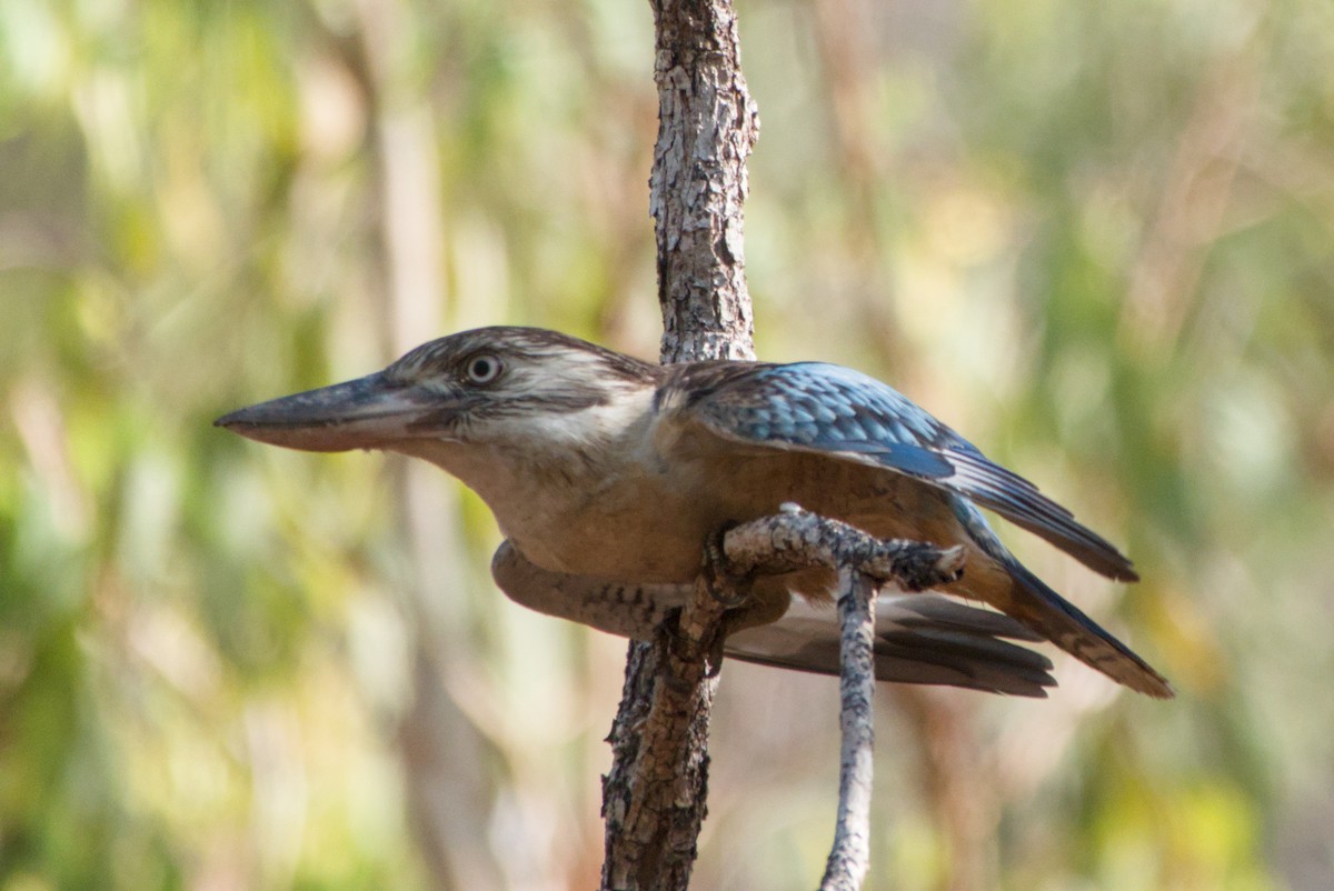 Blue-winged Kookaburra - ML643695626