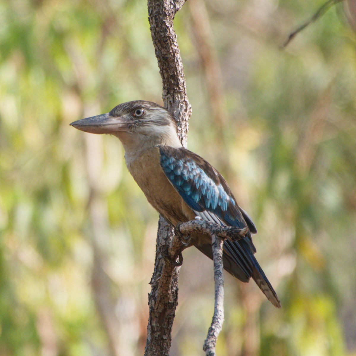 Blue-winged Kookaburra - ML643695627